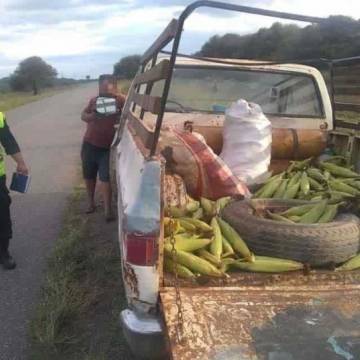 SALTA - Pintaba Humitas, los descubrieron robando choclos y terminaron en cana